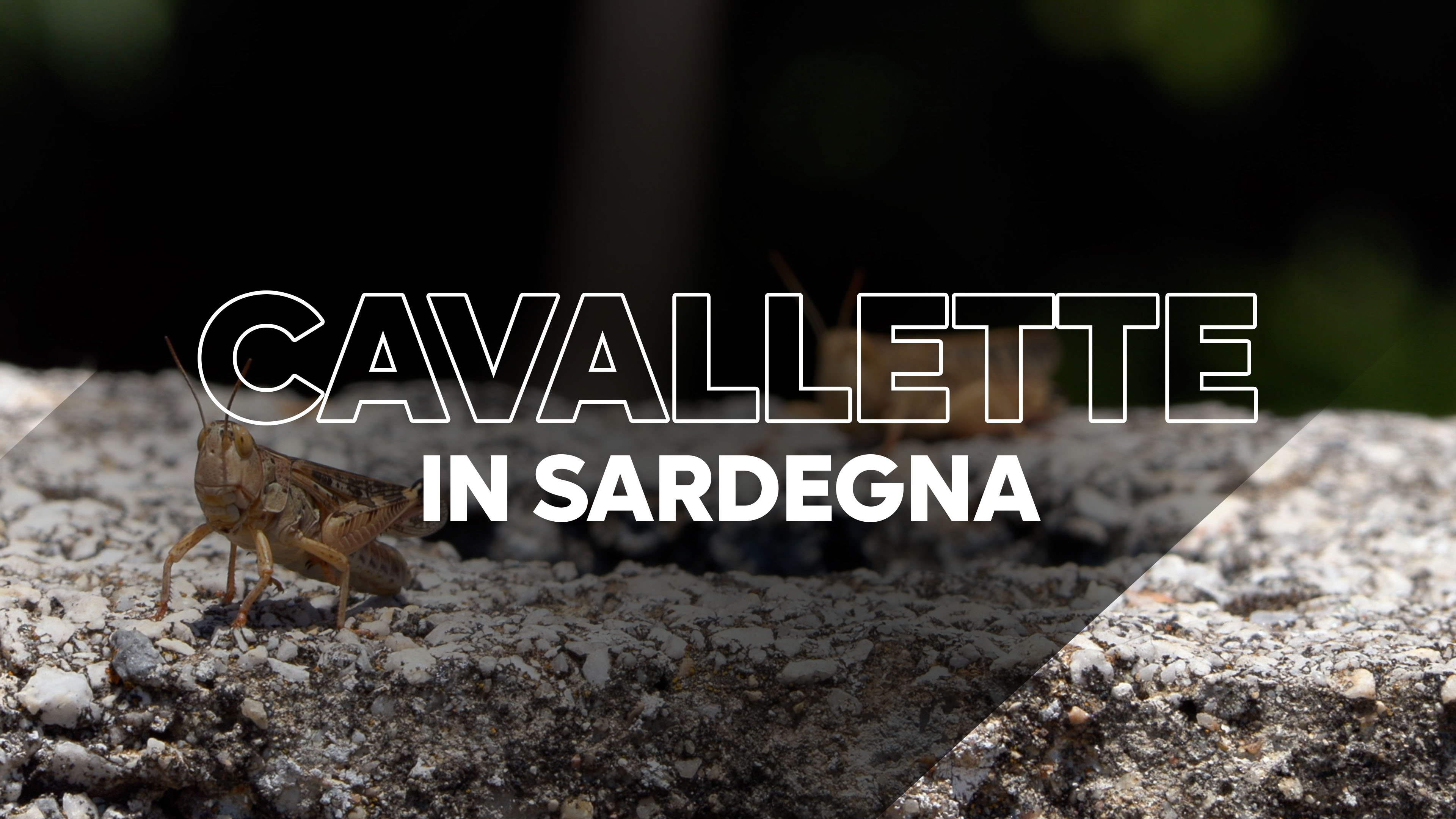 Invasioni cavallette in Sardegna